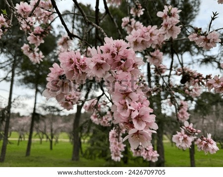 Almond tree is blooming,Prunus amygdalus, Prunus dulcis, pink flower blooming. Blue sky background .
