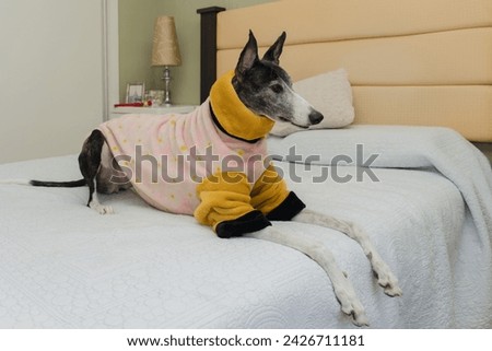 A greyhound dog with an orange and pink coat to keep her warm, sitting comfortably on her owner's bed.