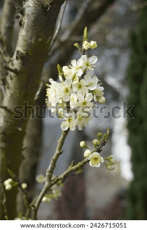 Lovely to see the Victoria Plum tree full of blossom in Spring,is a type of English plum. It has a yellow flesh with a red or mottled skin. Royalty-Free Stock Photo #2426715051