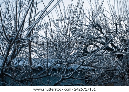 Frosty Spruce Branches.Outdoor frost scene winter background. Beautiful tree Icing in the world of plants and sunrise sky. Frosty , snowy, scenic