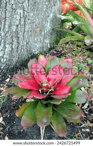 A street photo of a Peruvian Amazon Bromeliad, or at least a Bromeliad plant growing at a house in my Kissimmee, Florida neighborhood. 