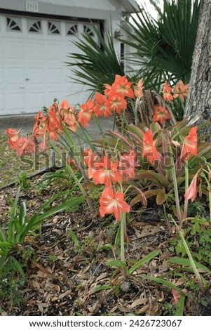 A Street Photo of some Amaryllis plants planted by an Oak Tree in Kissimmee, Florida. 