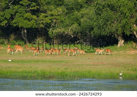 Sika or spotted deers herd in wood at Sri Lanka. Wildlife and animal photo.a herd of red sika deer grazes on a green meadow against the backdrop of a forest in natural habitat