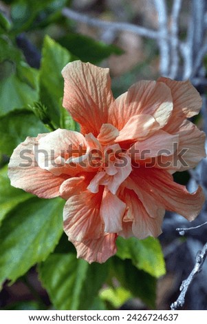 A photo of an Orange Colored Hibiscus Flower on its Hibiscus Shrub growing In Kissimmee, Florida.