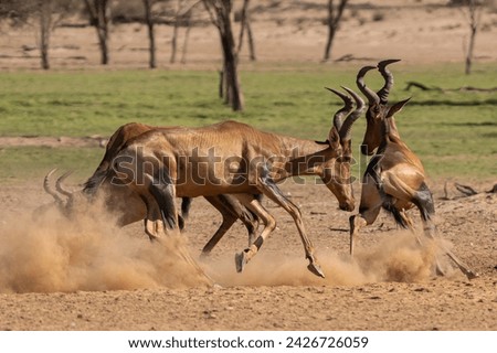 Red hartebeest, Cape hartebeest or Caama - Alcelaphus buselaphus caama fighting and running in dust. Photo from Kgalagadi Transfrontier Park in South Africa. Royalty-Free Stock Photo #2426726059