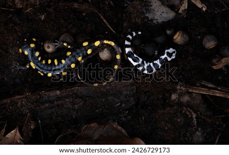 Spotted salamander (Ambystoma maculatum) and marbled salamander (Ambystoma opacum) curled up together under a log