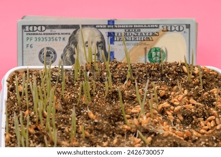 Seedling shoots in a tray on a blurred US dollars background with selective focus and copy space for text