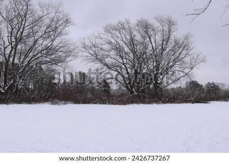Winter scenes in an open field after a snow storm.  These pictures were taken in Sayville Long Island after a snow storm on February 17 2024.  