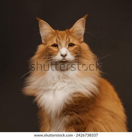 Portrait of a cute Maine Coon cat.isolated on a studio background.