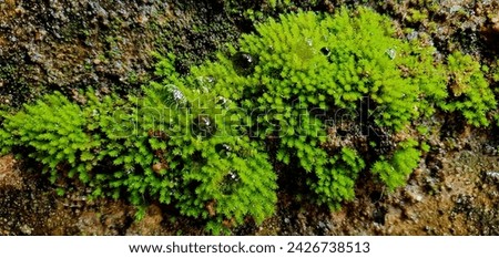 

Leaf mosses or true mosses are plants that belong to the Bryophyta sensu stricto or Musci division. This plant usually lives in damp places, such as on concrete or in forests. Royalty-Free Stock Photo #2426738513
