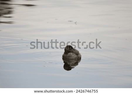 Little Grebe swimming on the surface of the water