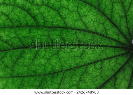 Macro photo of leaves showing the leaf pattern