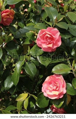 Camellia bush with pink flowers just beginning to decay and copy space. Springtime concept background with text space