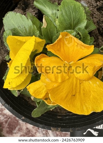 Yellow Pansy looking good with leaves