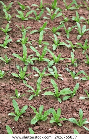 Exterior photo view of a field with green salad plants growing on a soil in a field farming gardening for food or business to sale on the fresh market