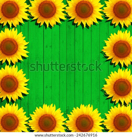 flower sunflower and green wood background