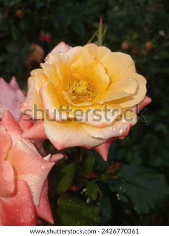 this is picture of rose flower after the rain .you can see that there are many droplets of water on the surface of flower.