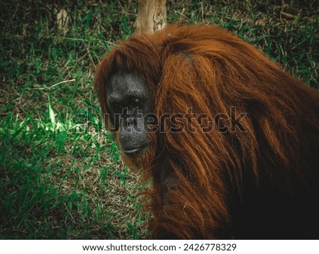 A close up picture of a Orang Utan at the National Zoo of Malaysia