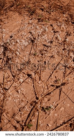 Dry roots on the dry land in a sunny winter in the morning. Image of nature in the world with ground drought and bad weather concept. Abstract dry ground texture background with natural light.
