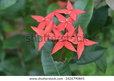 Soft focus view of a Jungle flame flower cluster (Ixora coccinea) bloom in a wild area Royalty-Free Stock Photo #2426790841