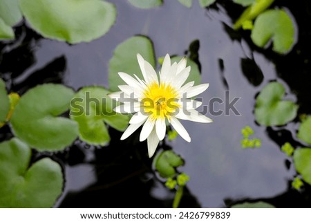 Beautiful blooming water lily with leaves