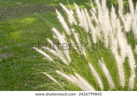 Fountain grass or pennisetum alopecuroides Royalty-Free Stock Photo #2426799843