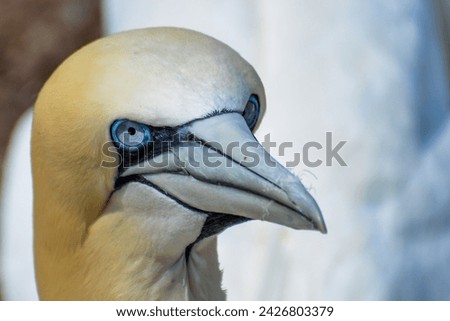 Close-up side view of a Northern Gannet Royalty-Free Stock Photo #2426803379