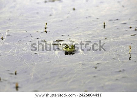 The common Green Frog (Lake Frog or Water Frog) in the water in Danube Delta