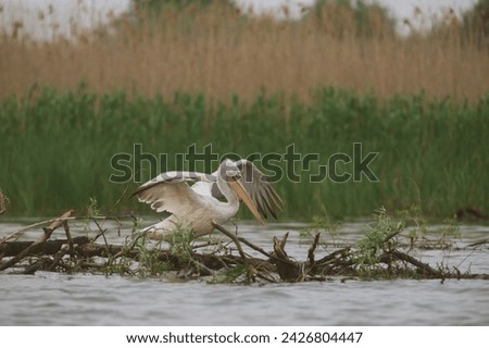 Pelican on the lake in Danube Delta, Romania