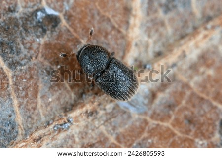 Bark Beetle (Scolytidae, Scolytinae) of genus Liparthrum living in Gran Canaria, Spain. Royalty-Free Stock Photo #2426805593
