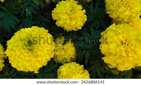 Marigold, yellow marigold It is a flowering plant that Thai people are very fond of growing. Because the seeds are large, they are easy to plant, germinate quickly, and the plants grow quickly.