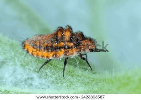 Icerya purchasi (common name: cottony cushion scale) is a scale insect that is pest more than 80 families of plants. Royalty-Free Stock Photo #2426806587