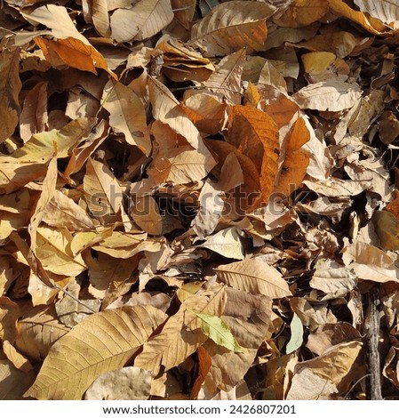 Picture of dry leaves At the end of winter in Thailand orange-brown dry leaves