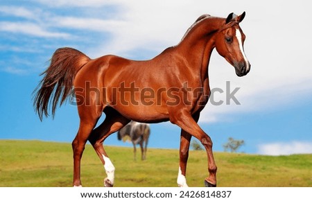 American Quarter horse in portrait. Beautiful American Quarter Horse Portrait with Stunning Mane and Tail - High-Quality Image. Strong American Quarter Horse Stallion in Action  Royalty-Free Stock Photo #2426814837