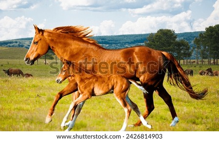 American Quarter horse in portrait. Beautiful American Quarter Horse Portrait with Stunning Mane and Tail - High-Quality Image. Strong American Quarter Horse Stallion in Action  Royalty-Free Stock Photo #2426814903