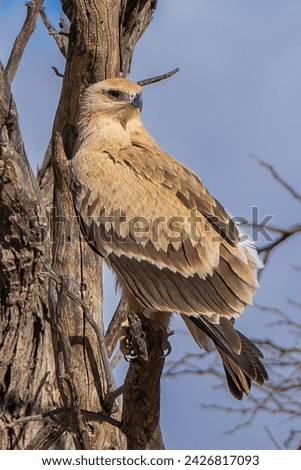 Tawny eagle - Aquila rapax rapax perched with blue sky in background. Photo from Kgalagadi Transfrontier Park in South Africa. Vertical.