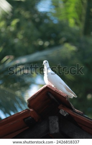 portraits of a white pigeon . the symbol of the freedom and harmony . white pigeons are rare. this bird lads on top of a roof shows the beautiful Broun eyes.