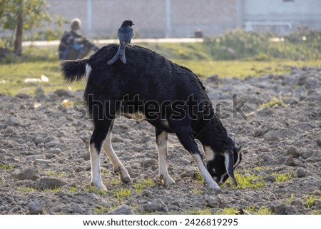 A Black Bengal goat is grazing on a village field in Bangladesh and eating grass. A Black drongo bird (Dicrurus macrocercus) is sitting on this goat and watching for prey. 