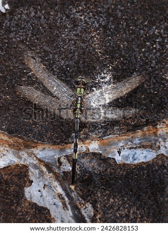Picture of dragonfly on the house wall