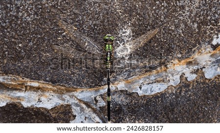 Picture of dragonfly on the house wall