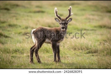 detailed closeup of baby reindeer in summer on grass with soft sunlight