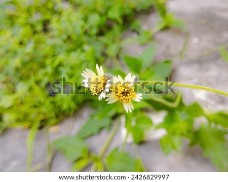 Picture of Ajeran flower growing on the yard. Picture of white flower growing on the house yard