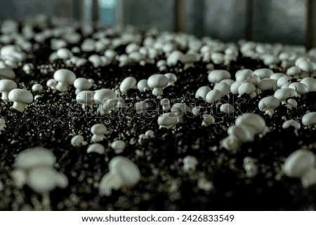 Paris mushroom (Agaricus bisporus) native to Europe and North America, widely cultivated for use in gastronomy. - stock photo