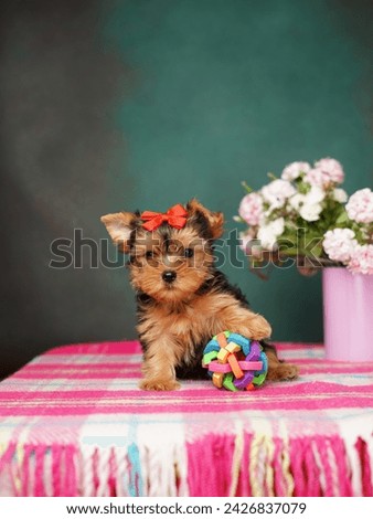 Yorkshire Terrier Puppy sitting next to toy. Fluffy, cute dog with red bow on her head. Cute domestic pets