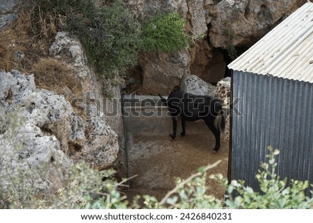 The donkey lives on the island of Rhodes in August. The donkey, Equus asinus or Equus africanus asinus, is a domesticated equine. Rhodes, Greece Royalty-Free Stock Photo #2426840231