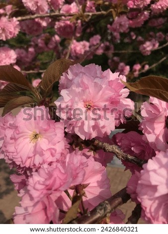 Korean beautiful, gorgeous, lovely, pretty spring flowers. Cherry blossoms.