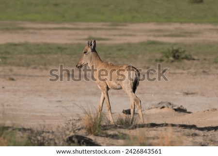 Foal of red hartebeest, Cape hartebeest or Caama - Alcelaphus buselaphus caama going. Photo from Kgalagadi Transfrontier Park in South Africa. Royalty-Free Stock Photo #2426843561