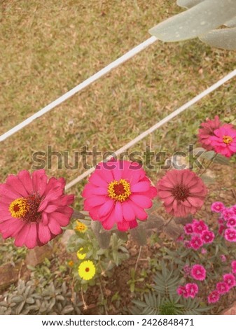 Flower Image royalty-free images beautiful. 