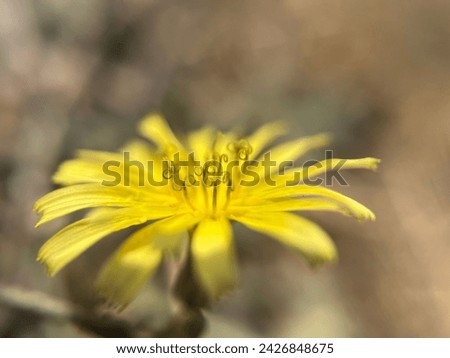 Close up picture of Dandelions flower.