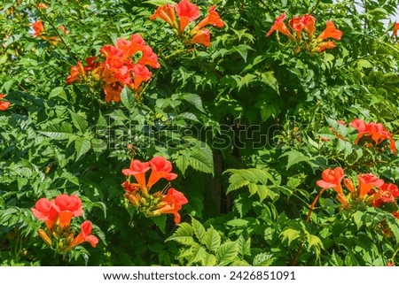 It's the photo of trumpet vine flowers in garden. It's red flower in shadow. It is the close up view of pink flower in shadow park.